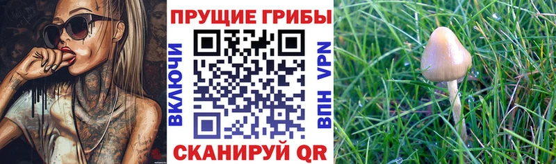 даркнет наркотические препараты  MEGA рабочий сайт  Вихоревка  Псилоцибиновые грибы прущие грибы 